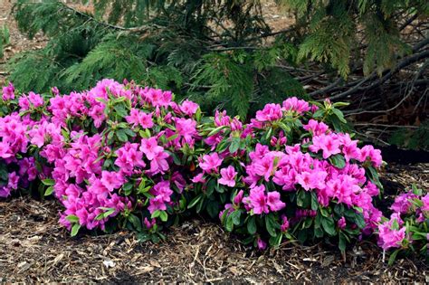 can azalea grow in the philippines
